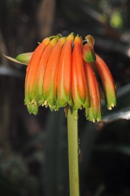Clivia caulescens. Close-up.