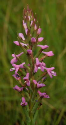 Disa stachyoides. Closer.