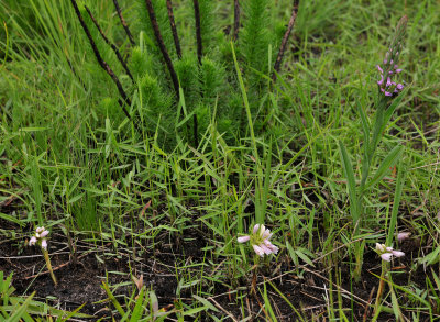 Eulophia leontoglossa and Disa stachyoides.