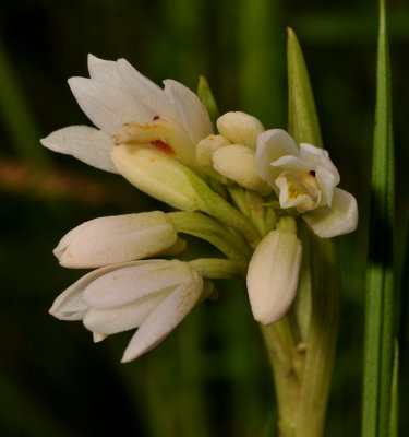 Eulophia leontoglossa. Closer.