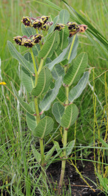 Pachycarpus sp.