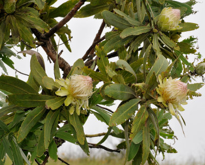 Protea caffra