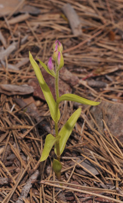 Cephalanthera rubra