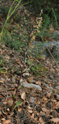 Epipactis microphylla