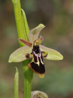 Ophrys cilicica x strausii. Closer.