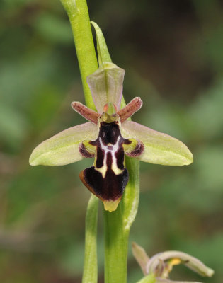 Ophrys cilicica x strausii. Closer.