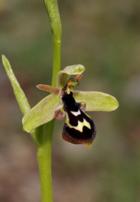 Ophrys cilicica. Closer.