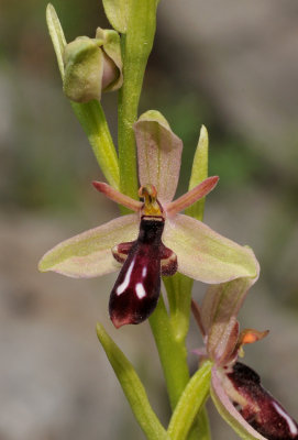 Ophrys cilicica. Closer.