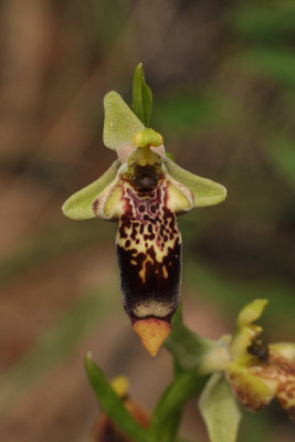 Ophrys isaura. Close-up.