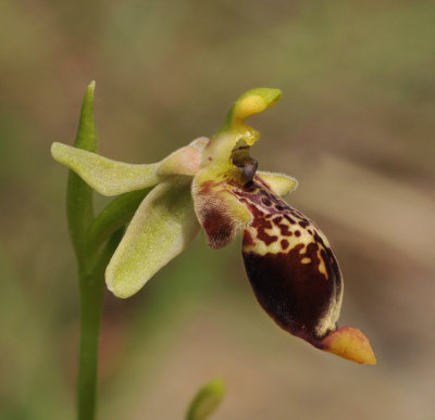 Ophrys isaura. Close-up side.
