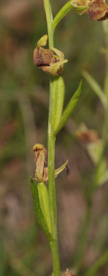 Ophrys isaura. Fruits.