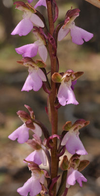 Orchis spitzelii closer.