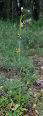 Ophrys phrygia