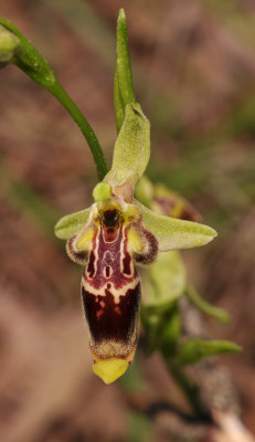 Ophrys isaura. Close-up.