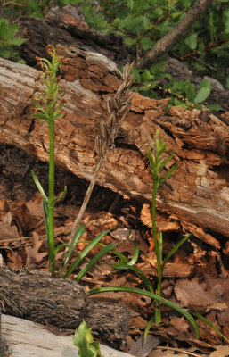 Dactylorhiza romana subsp. georgica