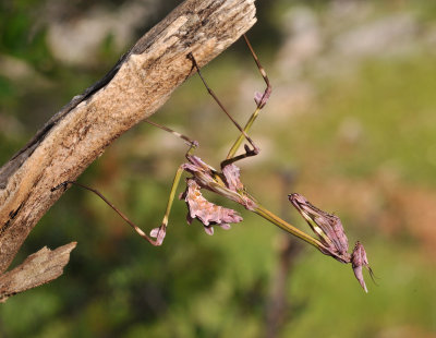 Empusa fasciata. Semi-adult.