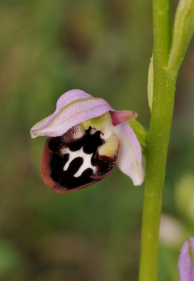 Ophrys reinholdii subsp. straussii. Opening bud.
