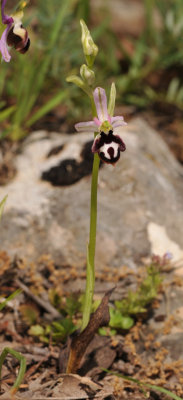 Ophrys reinholdii subsp. straussii. Dwarfed plant.
