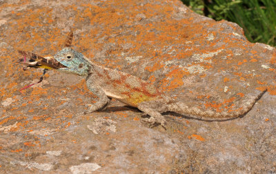 Agama aculeata with lunch.