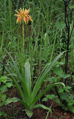 Aloe ecklonis