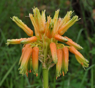 Aloe ecklonis. Close-up.