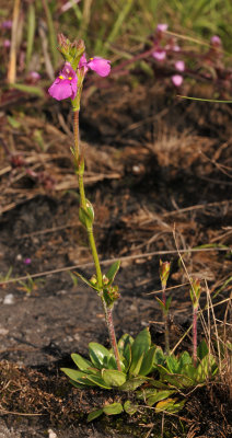 Craterostigma wilmsii