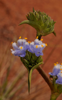 Cyanotis speciosa. Close-up.