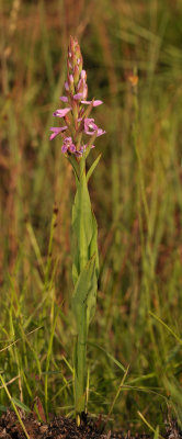 Disa stachyoides