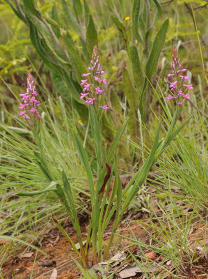 Disa stachyoides