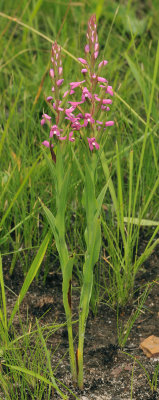 Disa stachyoides