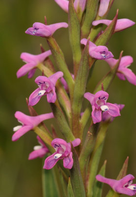 Disa stachyoides. Closer.