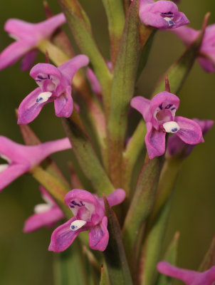 Disa stachyoides. Close-up.