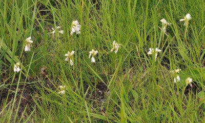 Eulophia leontoglossa. In habitat.