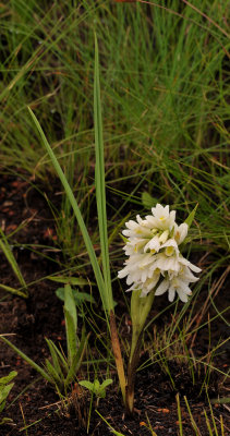 Eulophia leontoglossa