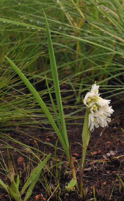 Eulophia leontoglossa