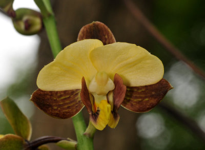 Eulophia streptopetala. Close-up.