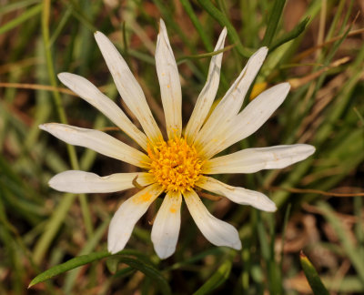 Gazania krebsiana var. serrulata. Close-up.