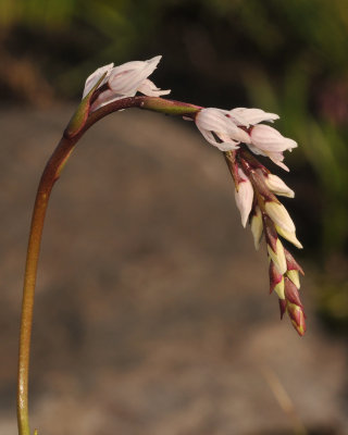 Schizochilus crenulatus. Closer.