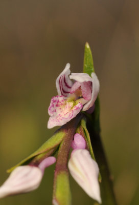 Schizochilus crenulatus. Close-up.