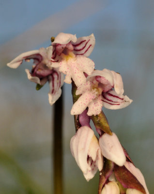 Schizochilus crenulatus. Close-up.