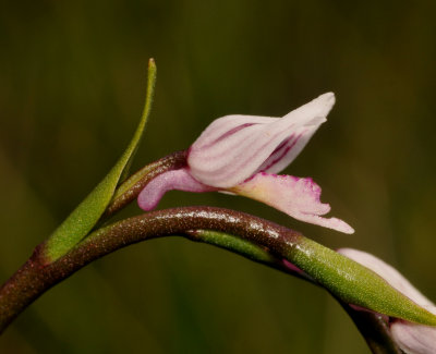 Schizochilus crenulatus. Close-up side.