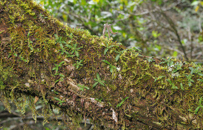 Stenoglottis fimbriata var. saxicola.