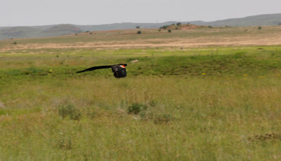 Longtailed widowbird. 