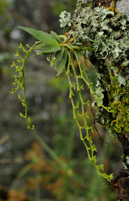 Mystacidium flanaganii