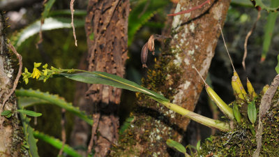 Polystachya cultriformis