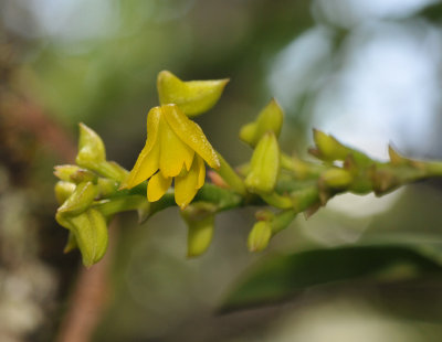 Polystachya cultriformis. Close-up.