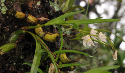 Polystachya ottoniana. Closer.