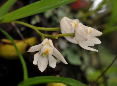 Polystachya ottoniana. Close-up.