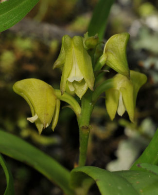 Polystachya transvaalensis. Close-up.