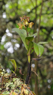 Polystachya transvaalensis